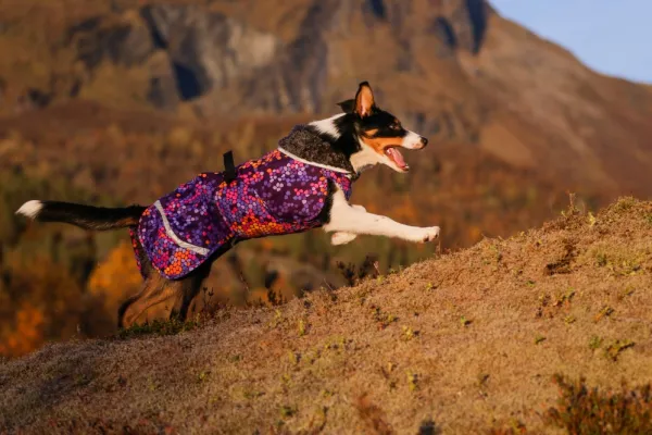 Pomppa Perus koirien talvitakki, 52 - 56 cm, Cosmos| Talvitakit