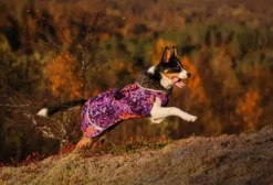 Pomppa Perus koirien talvitakki, 52 - 56 cm, Cosmos| Talvitakit