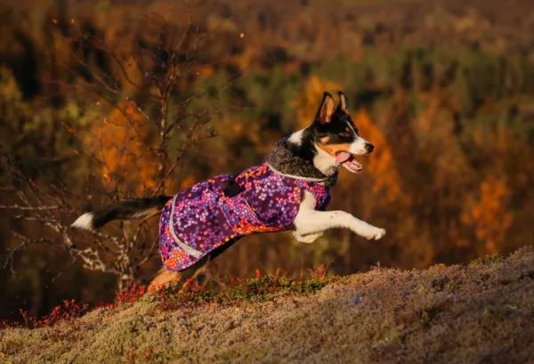 Pomppa Perus koirien talvitakki, 52 - 56 cm, Cosmos| Talvitakit
