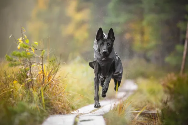 Pomppa Sade koiran sadetakki, 44 - 48 cm, harmaa| Outlet - Koiralle