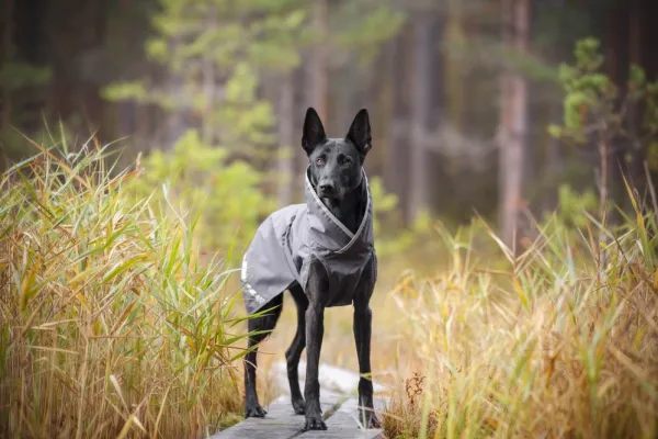 Pomppa Sade koiran sadetakki, 44 - 48 cm, harmaa| Outlet - Koiralle