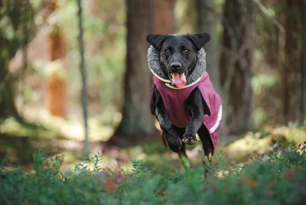 Pomppa Toppa koiran talvitakki, 52-56 cm, Plum| Talvitakit