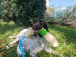 Psarvard Aktivointilelut^Tika x2 Koiranlelu pallo oranssi