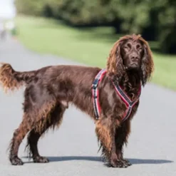 FinNero Valjaat^Ratia 8-shape -valjaat, punainen