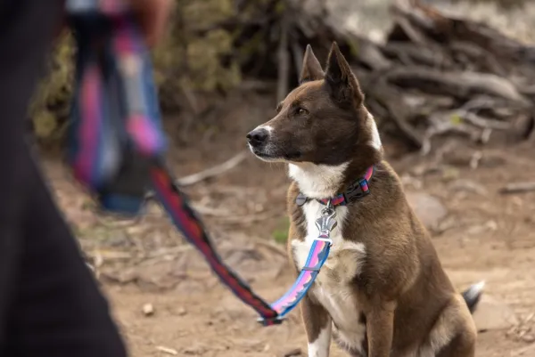 RuffWear Crag Ex Leash koirien talutushihna, Alpine Dusk| Taluttimet