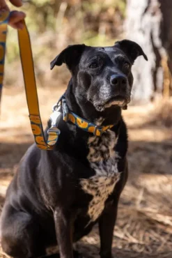 RuffWear Taluttimet^Crag EX Leash koiran talutushihna, Canyon Oxbow