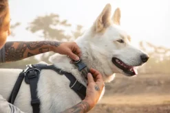 RuffWear Front Range Collar kaulapanta, tummanharmaa| Kaulapannat