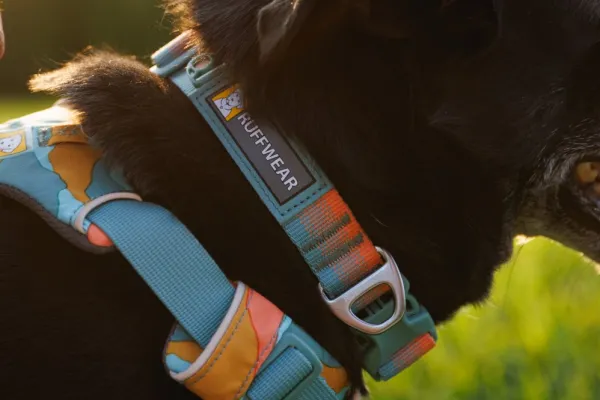 RuffWear Kaulapannat^Front Range Collar kaulapanta, Spring Fade