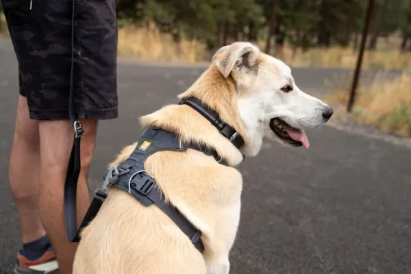 RuffWear Valjaat^Front Range Harness Blaze Orange M