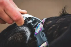 RuffWear Taluttimet^Front Range Leash koiran talutushihna, Wildflower