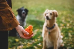 RuffWear Gnawt-a-Cone Toy Salamander Orange| Aktivointilelut