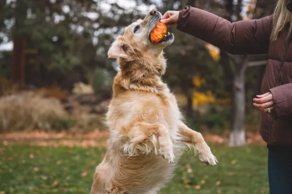 RuffWear Gnawt-a-Cone Toy Salamander Orange| Aktivointilelut