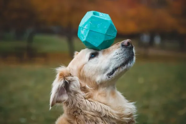 RuffWear Gnawt-a-Rock Toy Glacial Blue| Aktivointilelut