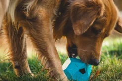 RuffWear Gnawt-a-Rock Toy Purple Orchid| Aktivointilelut