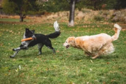 RuffWear Gnawt-a-Stick Toy Glacial Blue| Aktivointilelut