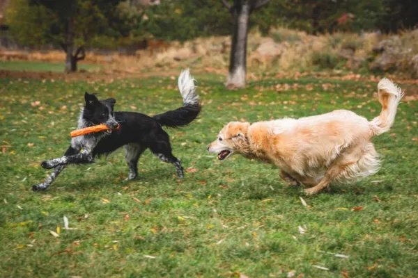 RuffWear Gnawt-a-Stick Toy Purple Orchid| Aktivointilelut