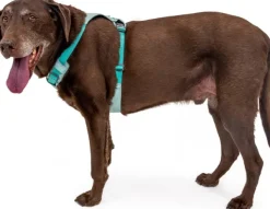 RuffWear Valjaat^Hi & Light Harness valjaat, harmaa