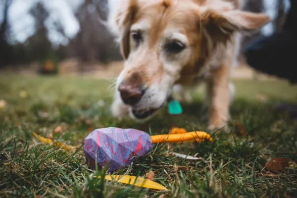 RuffWear Huck-a-Cone Toy Purple Orchid| Aktivointilelut