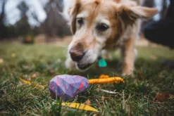RuffWear Huck-a-Cone Toy Salamander Orange| Aktivointilelut