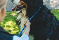 RuffWear Kaulapannat^Just-a-Cinch Leash koiran talutushihna, Blue Pool