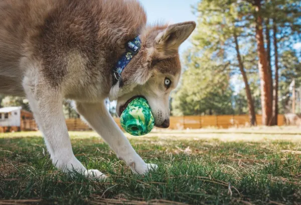 RuffWear Morel koiran lelu, Gray Sky| Aktivointilelut