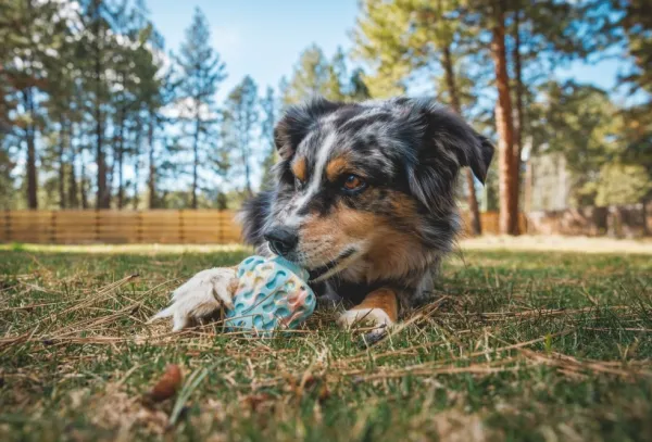 RuffWear Morel koiran lelu, Gray Sky| Aktivointilelut