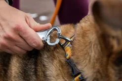 RuffWear Roamer Leash joustava talutushihna, tummansininen| Taluttimet