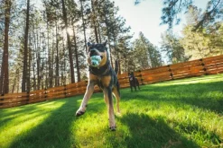 RuffWear Toadstool koiran lelu, Blue Prism| Aktivointilelut