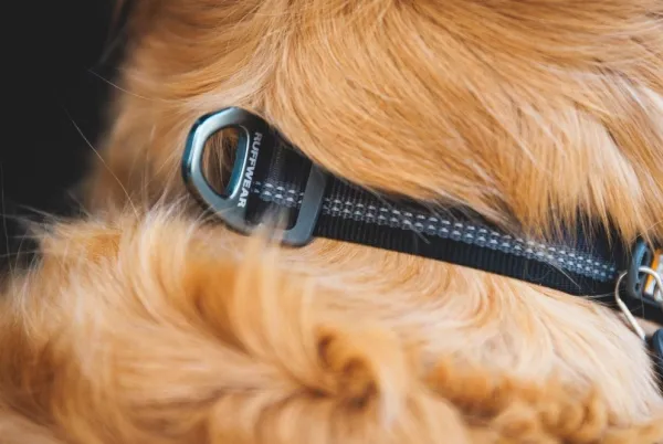 RuffWear Top Rope Collar koiran kaulapanta, River Rock Green| Kaulapannat