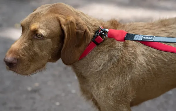 Rukka Hike Belt+Leash Black/Gray M| Juoksu- Ja Pyöräilytaluttimet