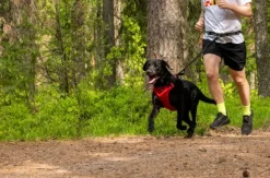 Rukka Hike Belt+Leash Red M| Juoksu- Ja Pyöräilytaluttimet