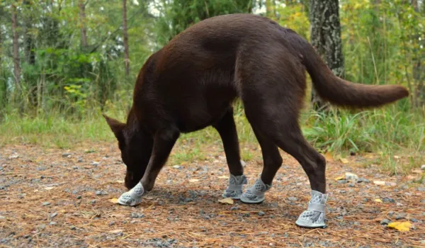 Rukka Koiran Tossut^Summer Shoes 2 pcs Gray size 7-8