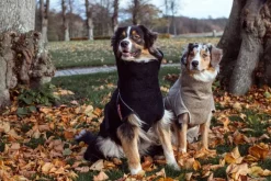 Siccaro Kuivausloimet^Solution kuivausloimi, Sand 60 (XL)