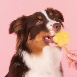 Smoofl Makupalat^Dog Ice Form muotit koiran jäätelölle, M