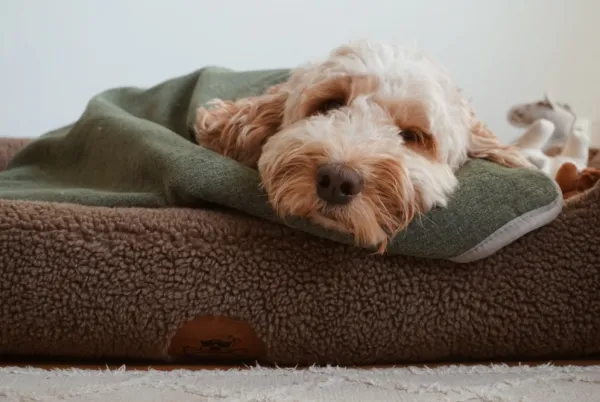 Swaggin Tails Drömmig koiranpeti, M, vaaleanharmaa| Koiranpedit