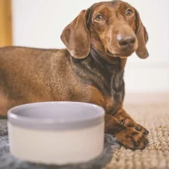 Swaggin Tails Outlet - Koiralle^Käka koirankuppi, 0,9 l beige/harmaa