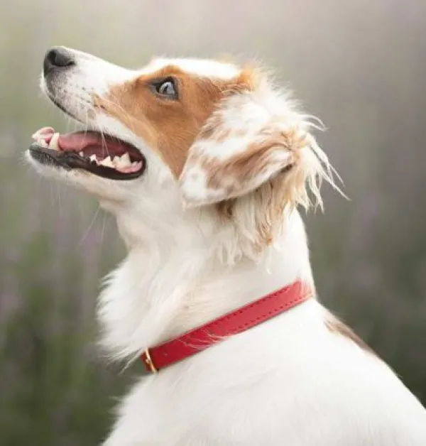 Swaggin Tails koiran kaulapanta, punainen| Kaulapannat