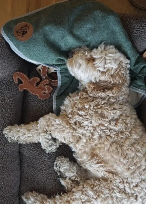 Swaggin Tails koiranpeitto, vaaleanharmaa| Outlet - Koiralle