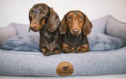 Swaggin Tails koiranpeti Memory Foam -vaahdolla M, vihreä| Koiranpedit