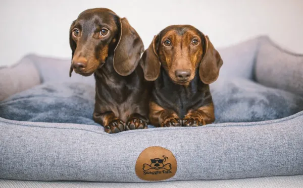 Swaggin Tails Koiranpedit^koiranpeti Memory Foam -vaahdolla XL, harmaa