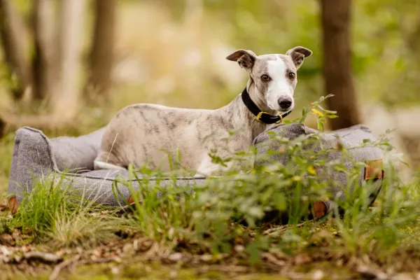 Swaggin Tails Koiranpedit^koiranpeti Memory Foam -vaahdolla L, vihreä