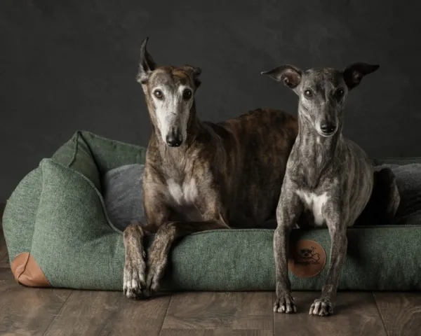 Swaggin Tails koiranpeti Memory Foam -vaahdolla XL| Koiranpedit