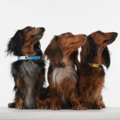 Tickless MINI DOG| Punkit Ja Ulkoloiset