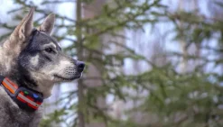 Tracker Koiratutkat^Artemis EASY -koiratutka