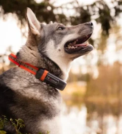 Tracker Luna koiratutka| Koiratutkat