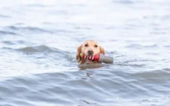 Trixie Aqua Toy Lighthouse 26 cm| Aktivointilelut