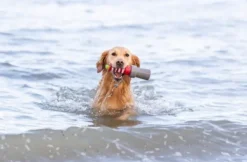 Trixie Aqua Toy Lighthouse 26 cm| Aktivointilelut