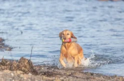 Trixie Aqua Toy Lighthouse 26 cm| Aktivointilelut