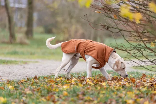 Trixie Citystyle Dublin Rain Coat koiran sadetakki, 40-45 cm, Rust| Sadetakit