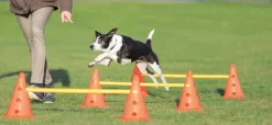 Trixie Dog Activity -esteet, 23 x 30 cm| Agility
